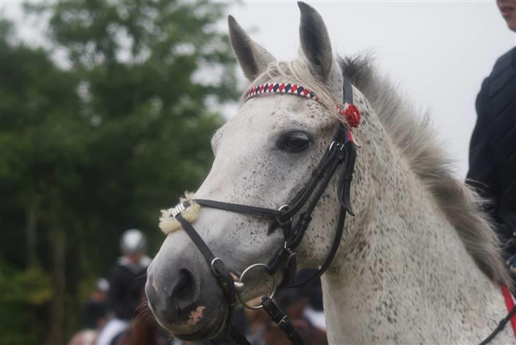 New Forest Odbjergs Bonnie - RIP - Foto: Jeannett billede 13