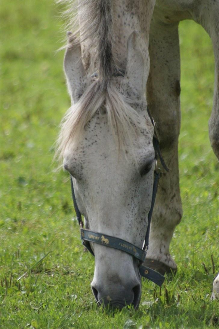 New Forest Odbjergs Bonnie - RIP billede 19