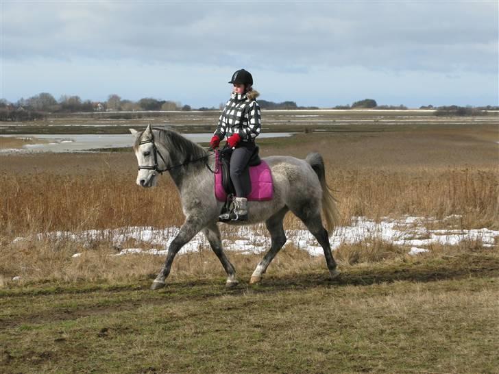 Arabisk fuldblod (OX) Bravo - d.11/3-10, efter lang pause.  billede 7