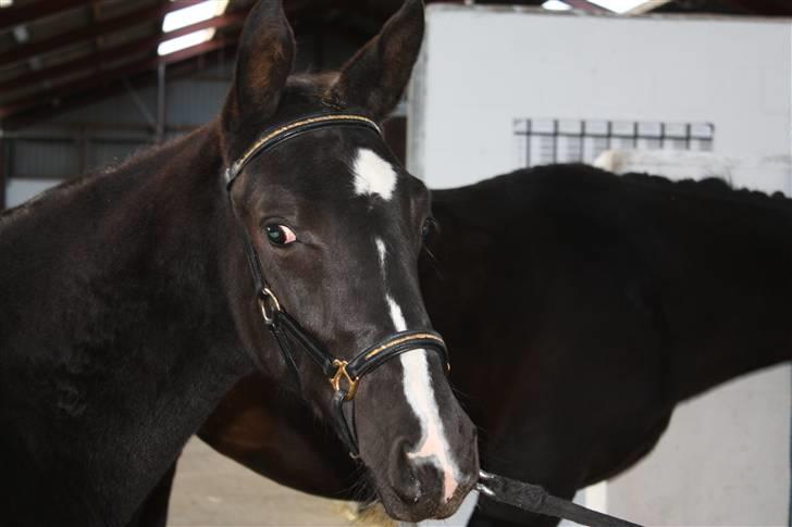 Dansk Varmblod Mazy *Solgt* - Til Kåring billede 16
