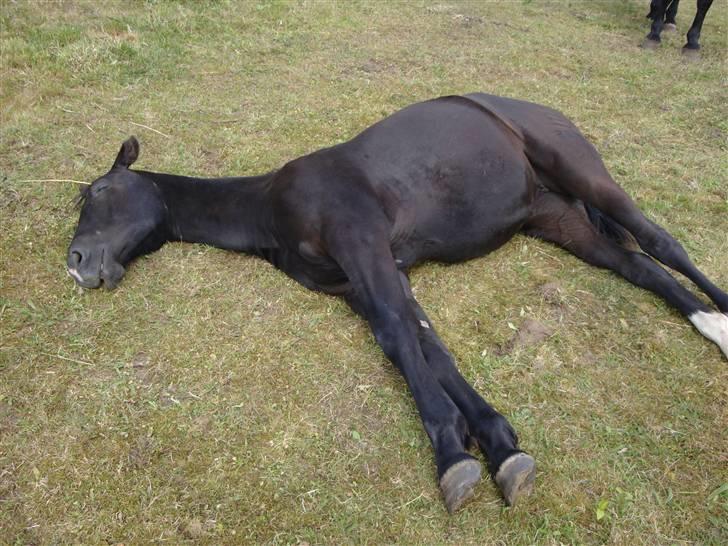 Dansk Varmblod Mazy *Solgt* - orrr hun slapper HELT af :D billede 17