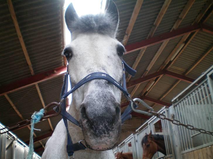 Anden særlig race PRIK. billede 3