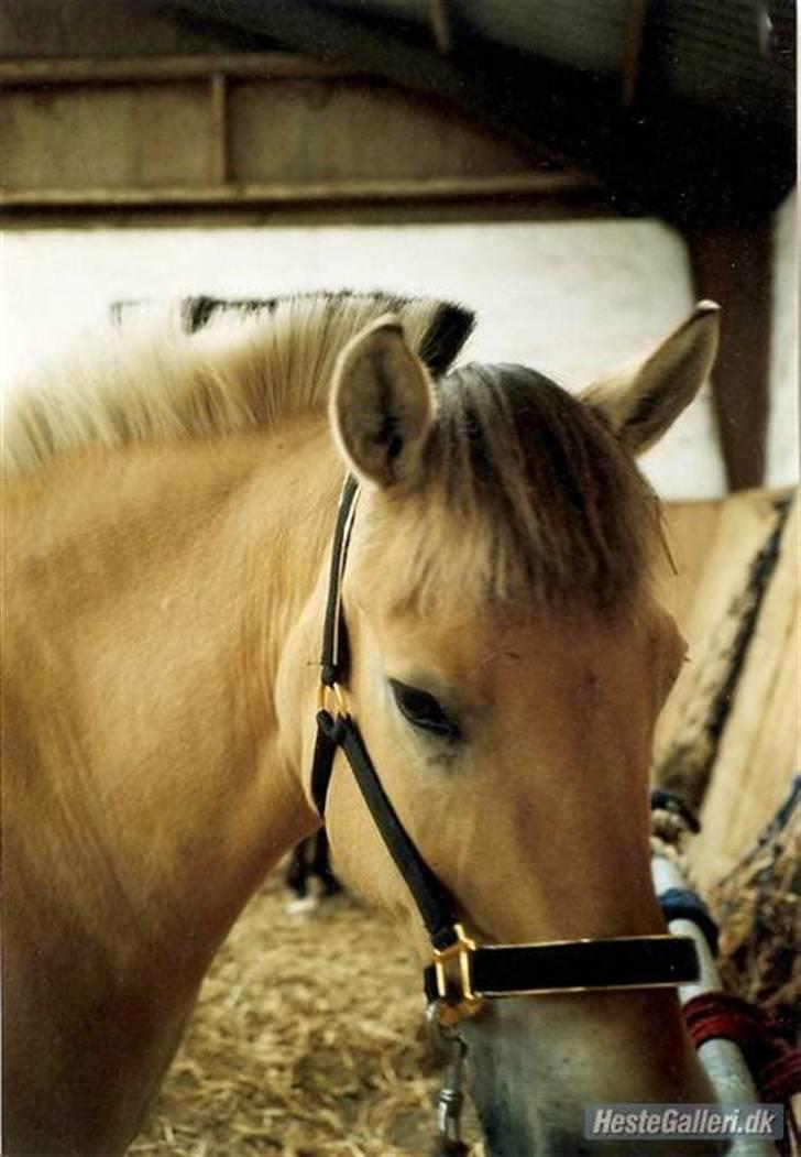 Fjordhest Rosa *RIP*  - Velkommen [: billede 1