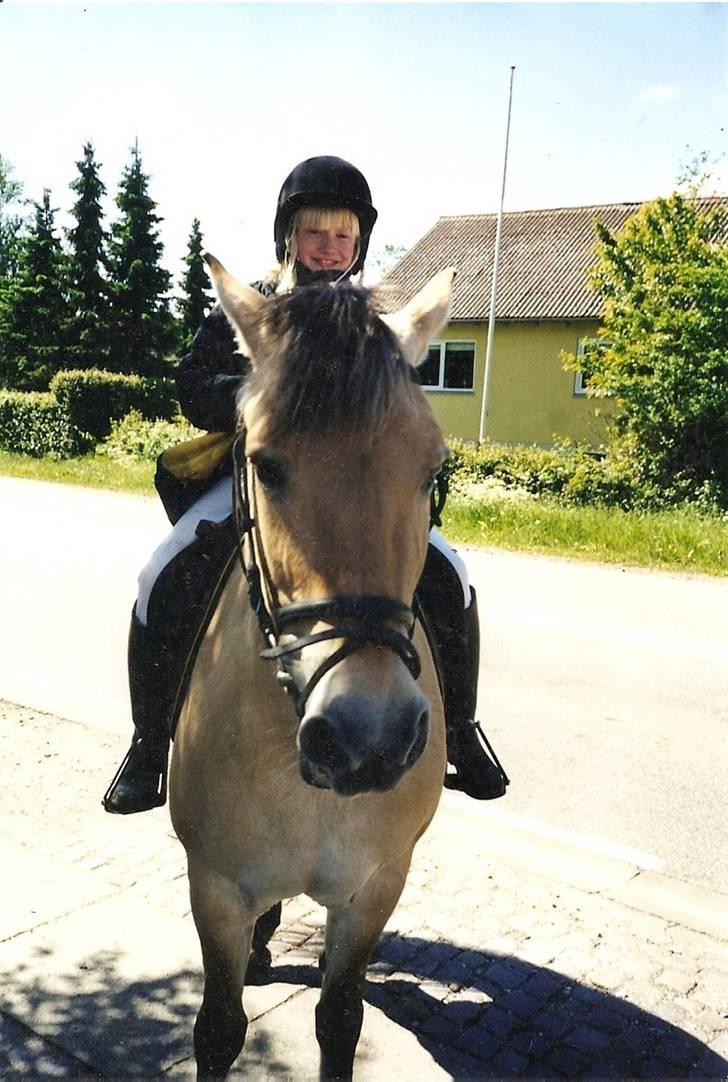 Fjordhest Rosa *RIP*  - GAMMELT :D Dengang grydehår var klasse :i øøh  billede 2
