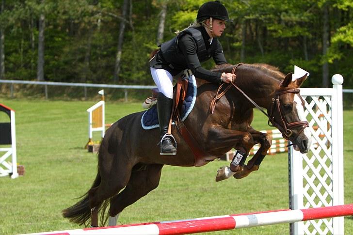 DSP Kavsgaards Belinka BSDH - LA morsø 2010 :D billede 16