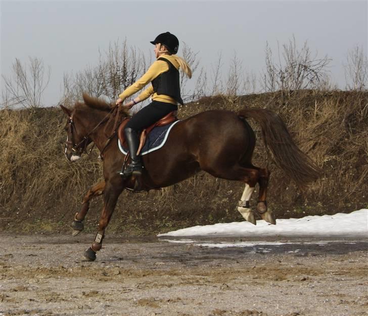 DSP Kavsgaards Belinka BSDH - NYT :D! Belinka vælger så at springe over vandpyten ! fødderne skal ihvertefalde ikk blive våde ;) billede 20