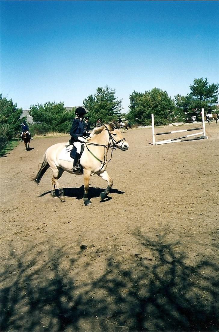 Fjordhest Rosa *RIP*  - Nibe (: .. Stævne billede 4