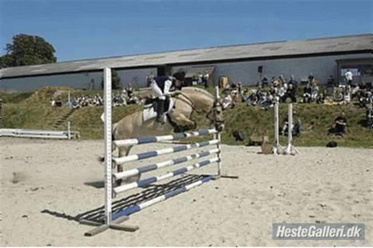 Fjordhest Rosa *RIP*  - Materspringning 130 .. Jeg græd da jeg kom ud fordi at jeg var så stolt :i billede 5