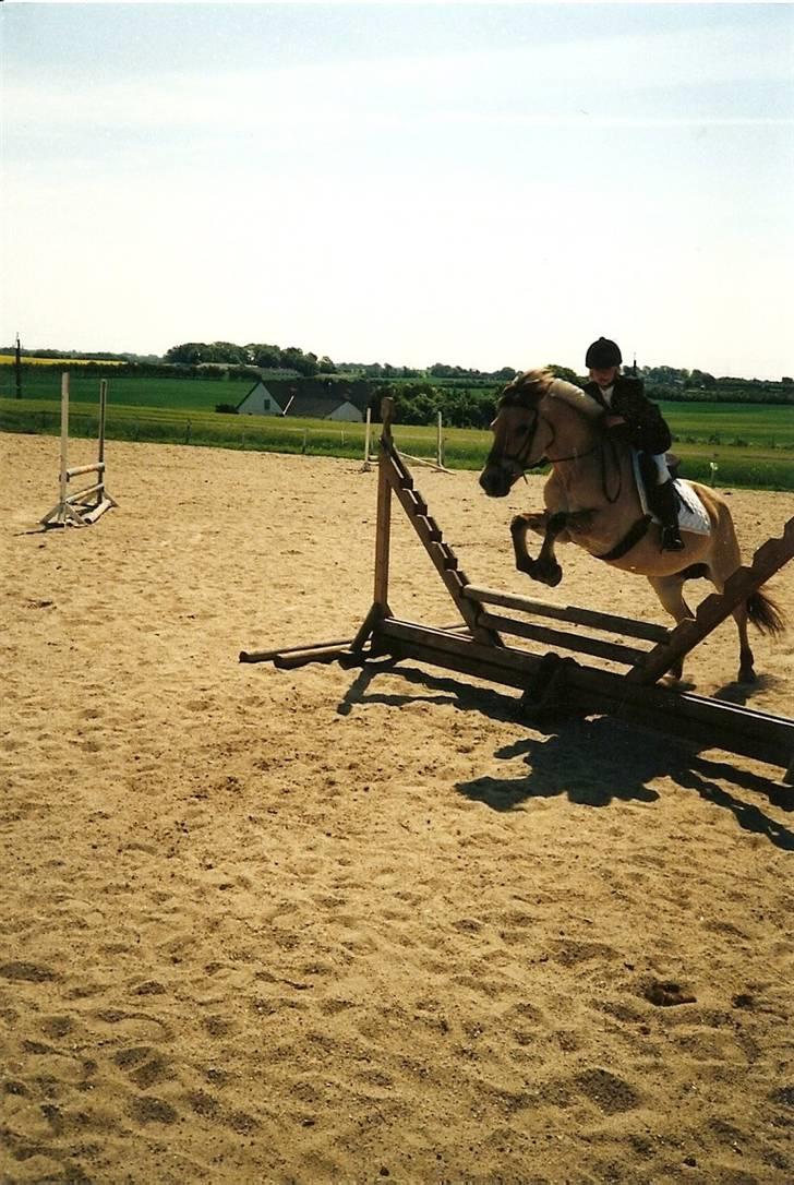 Fjordhest Rosa *RIP*  - Prinsessen billede 6