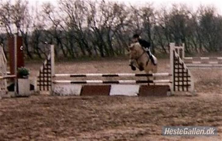 Fjordhest Rosa *RIP*  - Nibe billede 7