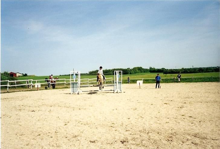 Fjordhest Rosa *RIP*  - Sjovt billede, men hun river den ike ned [: billede 8