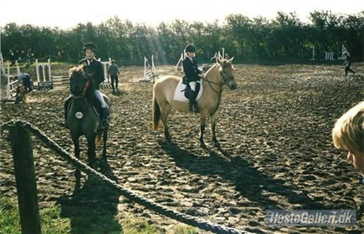 Fjordhest Rosa *RIP*  - Nibe .. 2 plads Nibecup  billede 11