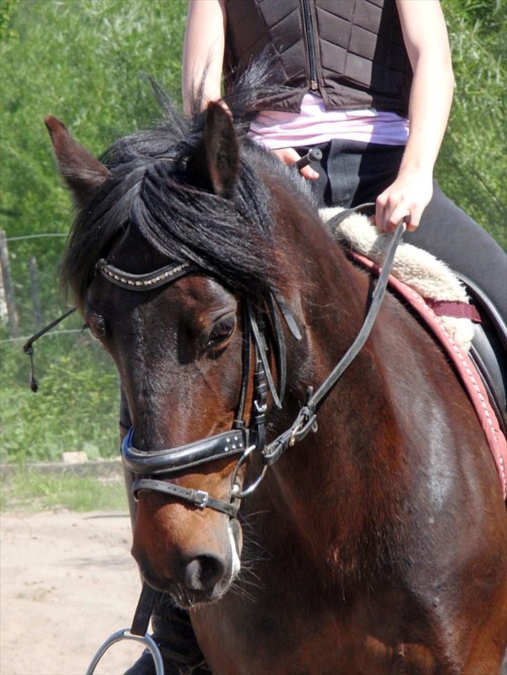 Anden særlig race Stella (solgt) - [4] Dressur d. 5 juni 2010.  Foto: jus billede 4