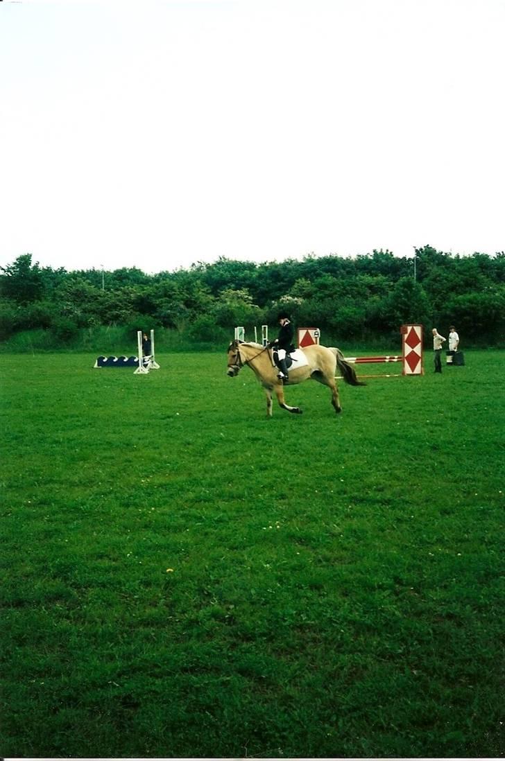 Fjordhest Rosa *RIP*  - Støv billede 14