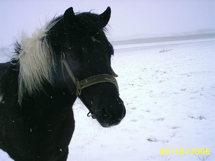 Anden særlig race kosmo R.I.P:( - uhhh det koldt i det her vejr men nu lidt dejlligt!!!!!! billede 1