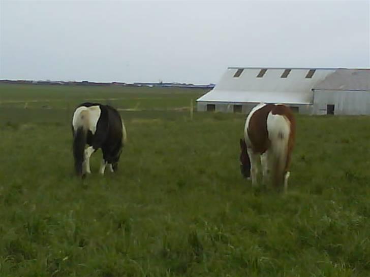 Anden særlig race kosmo R.I.P:( - to brogede drengerøve :P <3 kawa og kosmo <33 bedste venner ! <3  billede 2