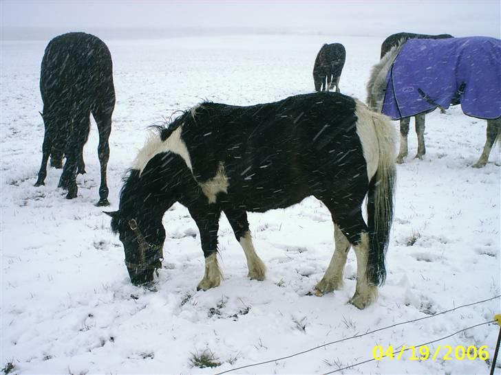 Anden særlig race kosmo R.I.P:( - århhh det er så sjovt det der sne:-) billede 3