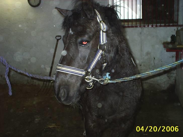 Anden særlig race kosmo R.I.P:( - øvvv hvorfor skulle jeg ind i det dejlige snevejr?? billede 4