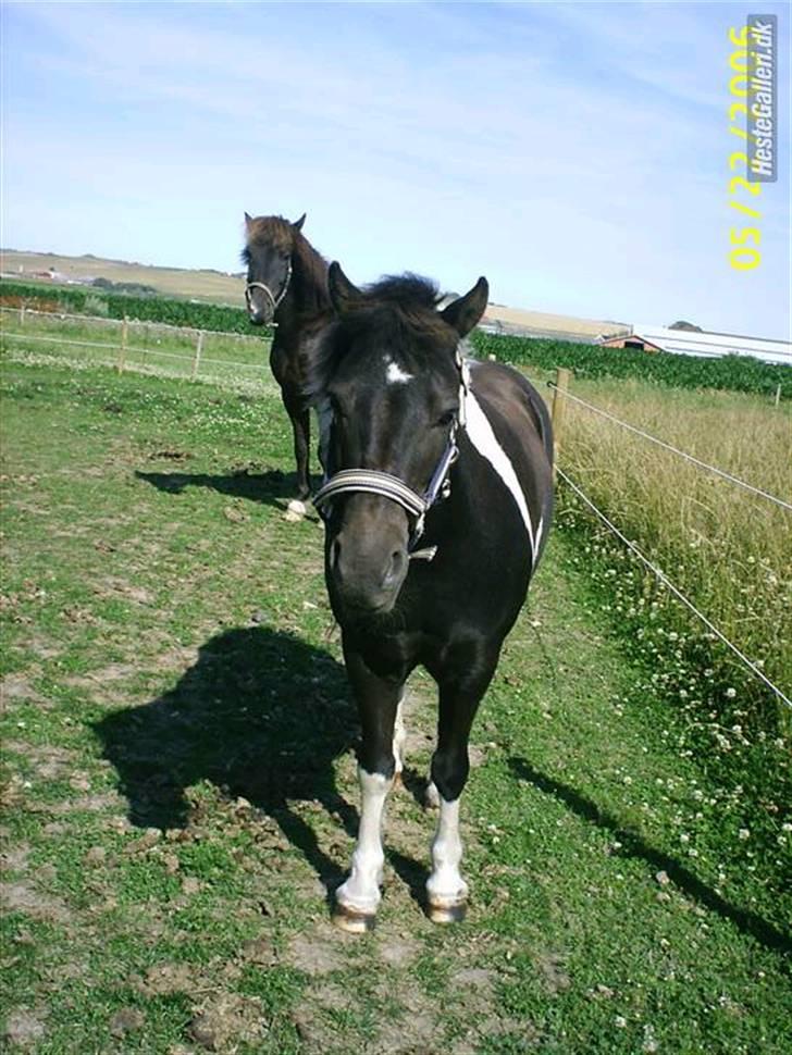 Anden særlig race kosmo R.I.P:( - ej louise kan du ikk godt lade være med at tage billeder i det her vejr??? billede 5