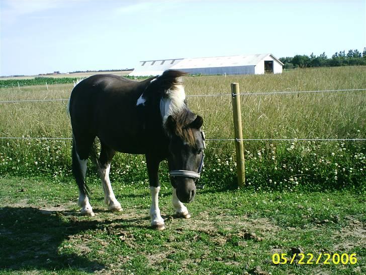 Anden særlig race kosmo R.I.P:( - årrhh det er så hårdt at man bliver tvunget til noget i den her varme billede 6