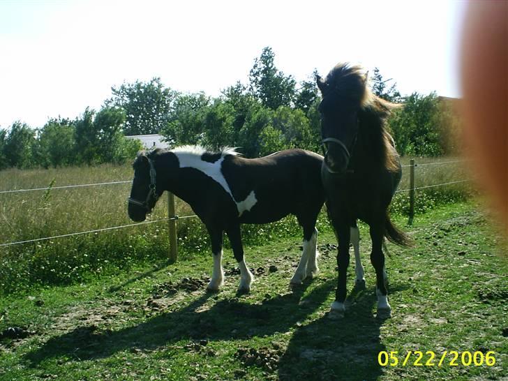 Anden særlig race kosmo R.I.P:( - øhmm er der nogen???  når ja frey hej frey billede 7