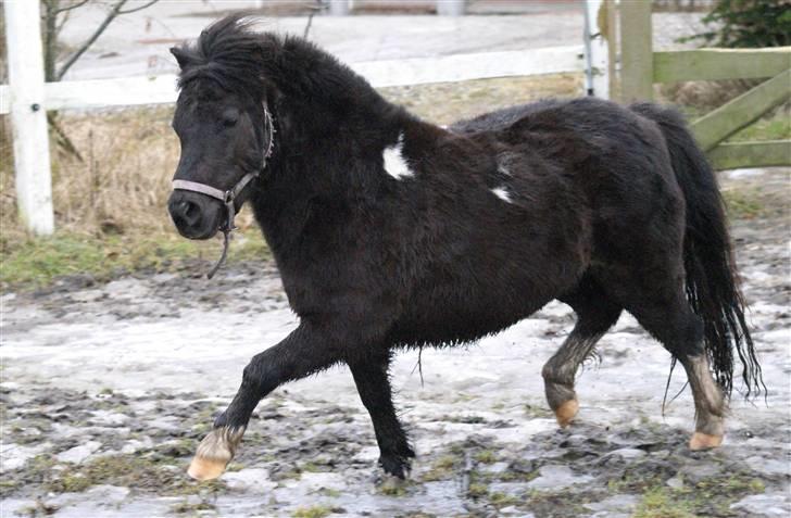 Anden særlig race Poccahontas - SOLGT - nurh lille pocca i stalden <3 billede 1