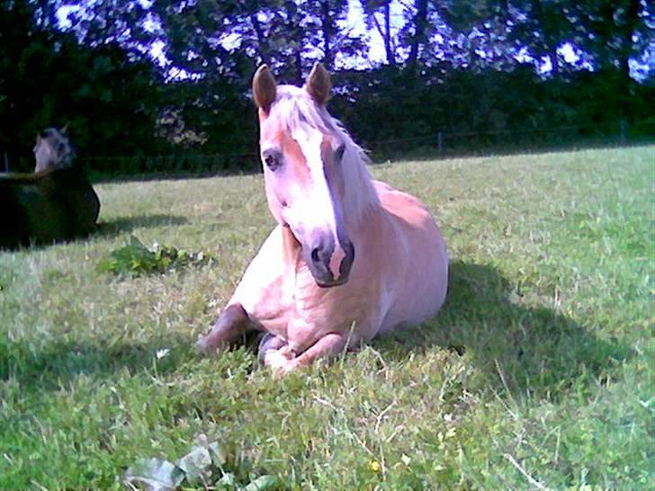 Haflinger Nimbus - Min smukke pony på en varm dag i folden;) billede 1