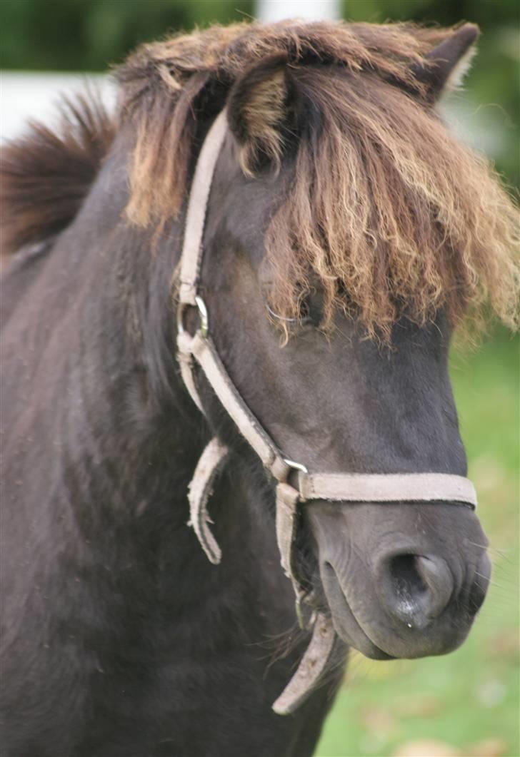 Anden særlig race Poccahontas - SOLGT - hovedbillede ude på folden :P<33 billede 17