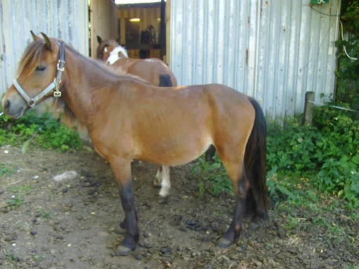 Anden særlig race lukas *solgt* billede 1