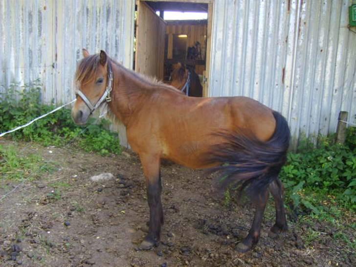 Anden særlig race lukas *solgt* billede 2