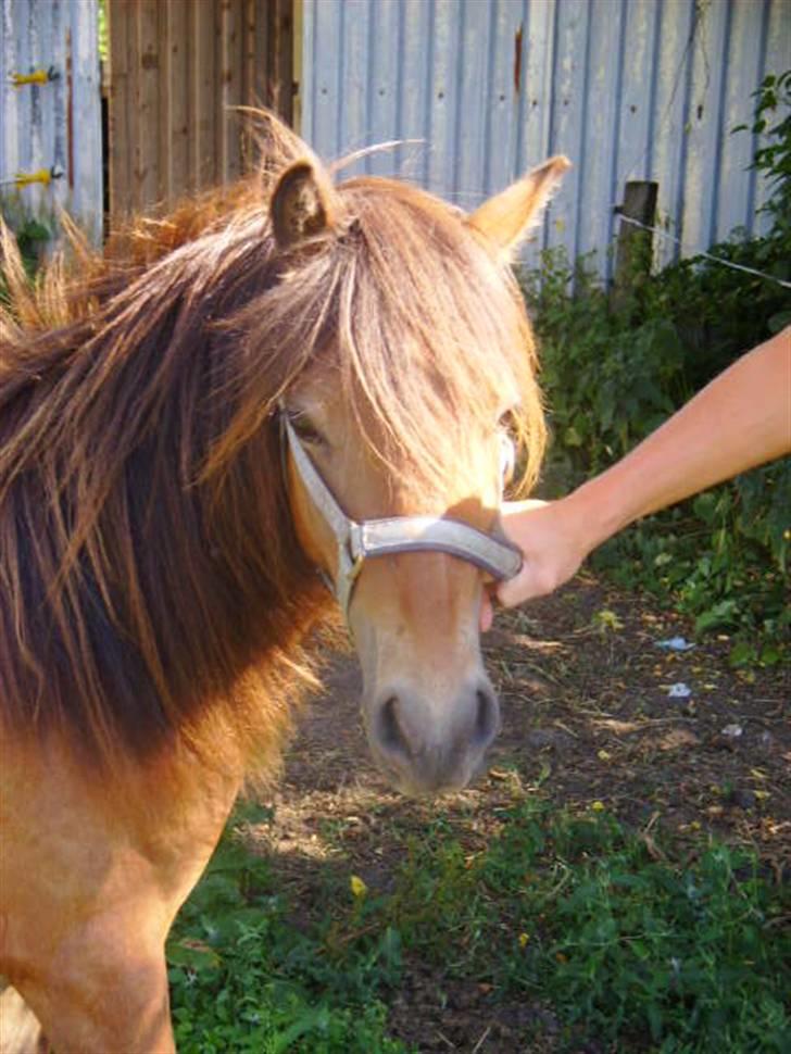 Anden særlig race lukas *solgt* billede 3