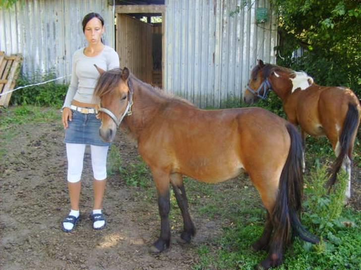 Anden særlig race lukas *solgt* billede 4