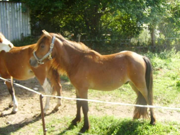 Anden særlig race lukas *solgt* billede 5