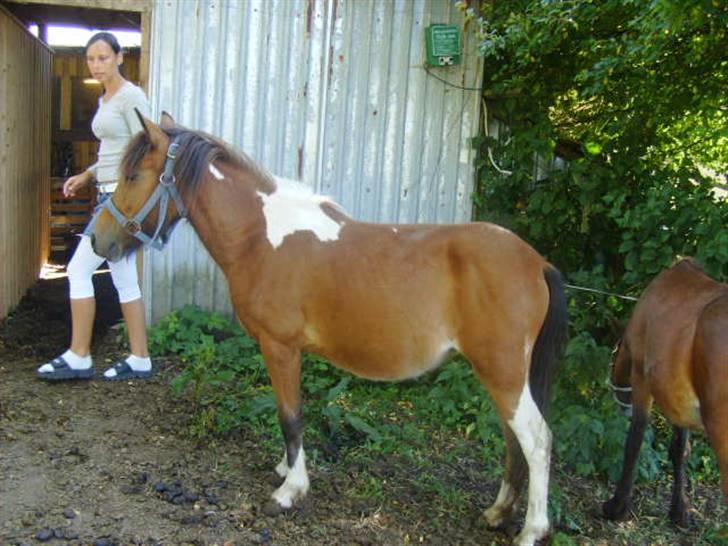 Anden særlig race june *solgt* billede 2