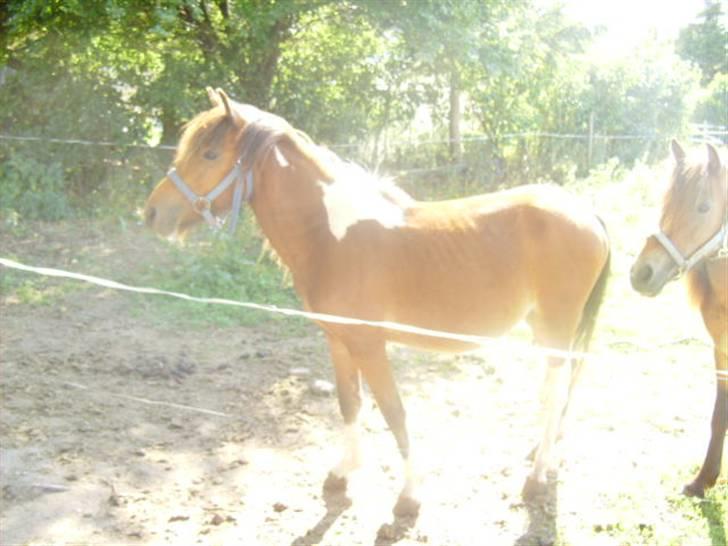 Anden særlig race june *solgt* billede 3