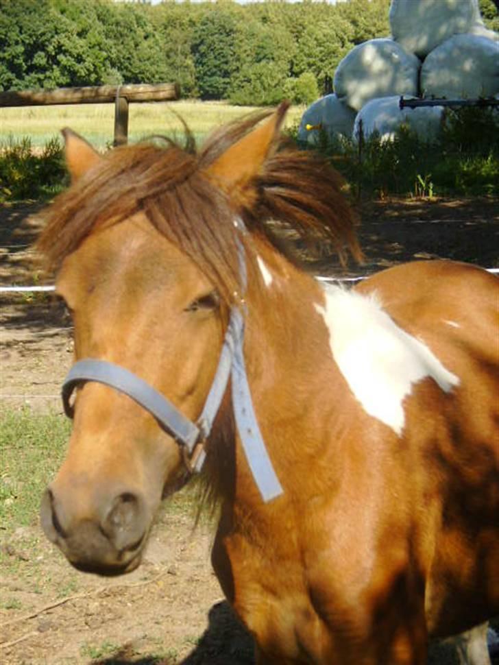 Anden særlig race june *solgt* billede 5