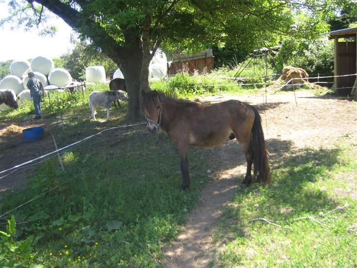 Anden særlig race lukas *solgt* billede 6