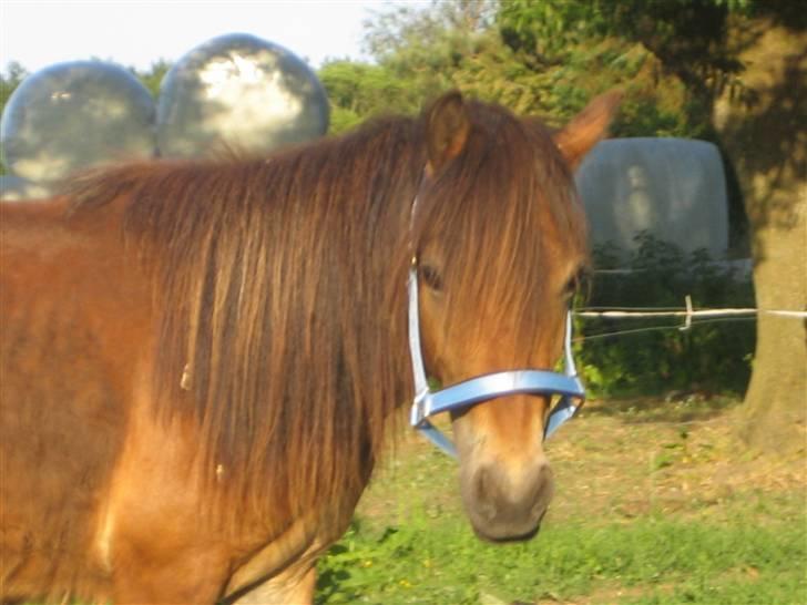 Anden særlig race lukas *solgt* billede 7