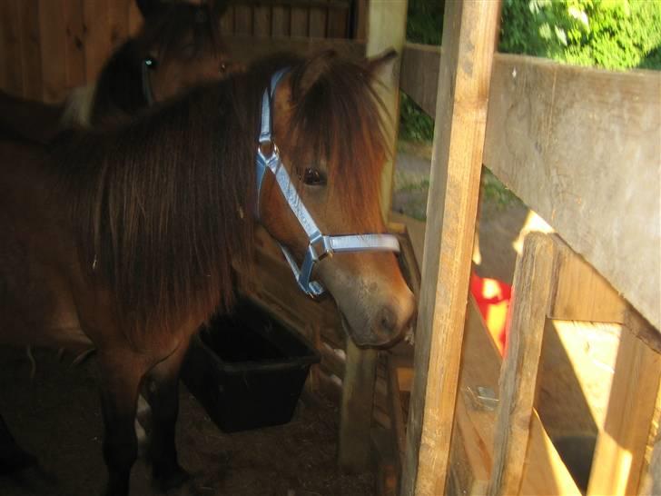 Anden særlig race lukas *solgt* billede 8