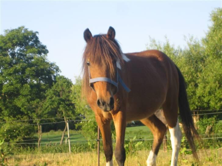 Anden særlig race june *solgt* billede 6