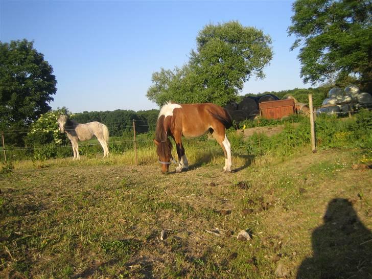 Anden særlig race june *solgt* billede 7