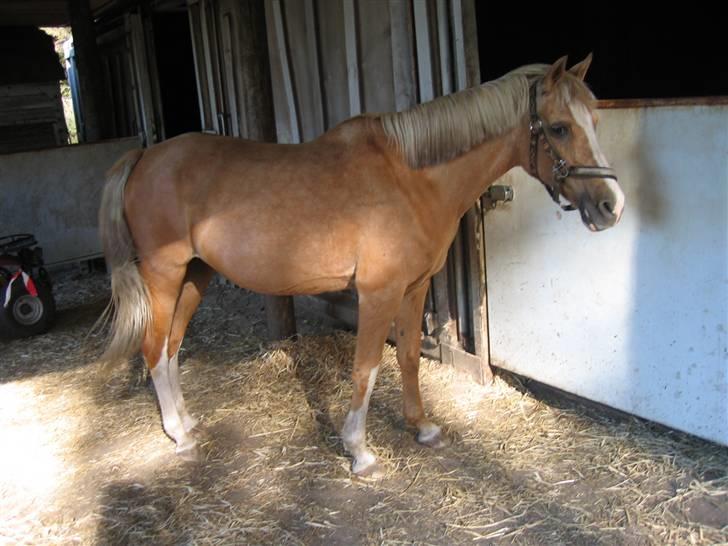 Palomino Beauty *Solgt* - HOV,,, der stod signe<3 hehe  billede 6