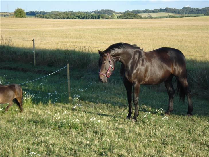 Oldenborg Unette - RIP - - Unette syntes vist Kevin (ham man kan se måsen af) er farlig billede 13