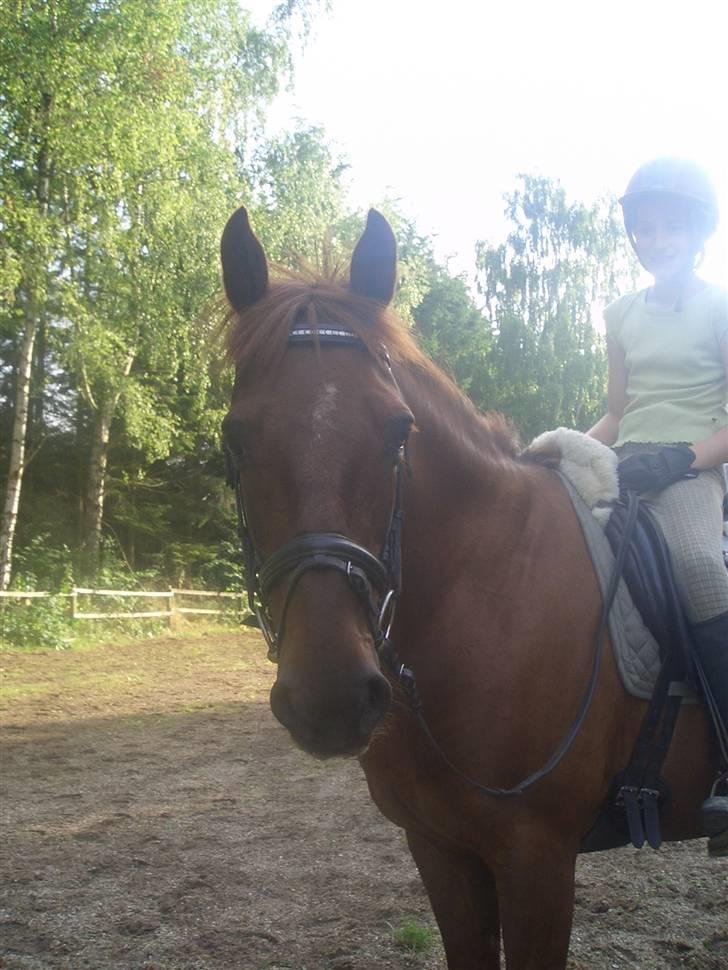 DSP zeus<3 (min egen) - Úhhh! Man lille pony i love you ! du er så KØN ! billede 5