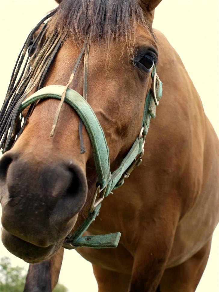 Anden særlig race »PRiNS VALENTiNE« SOLGT billede 9