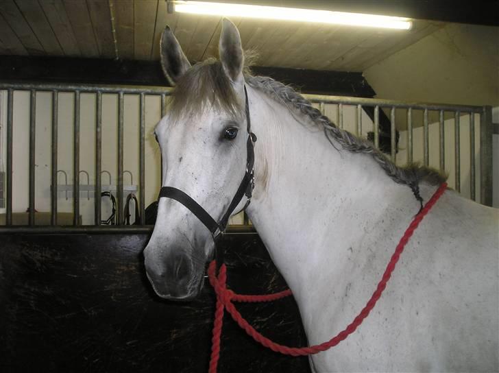 Anden særlig race Smilla  billede 5