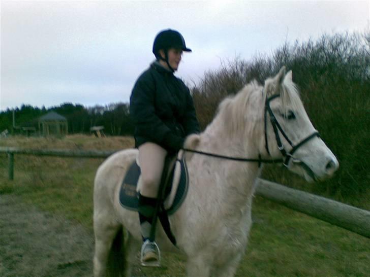 Anden særlig race Kasper *Himmelhest* - 2) Første dag kasper stod i skagen. :) - Den lille isbjørn? :D <3 billede 2