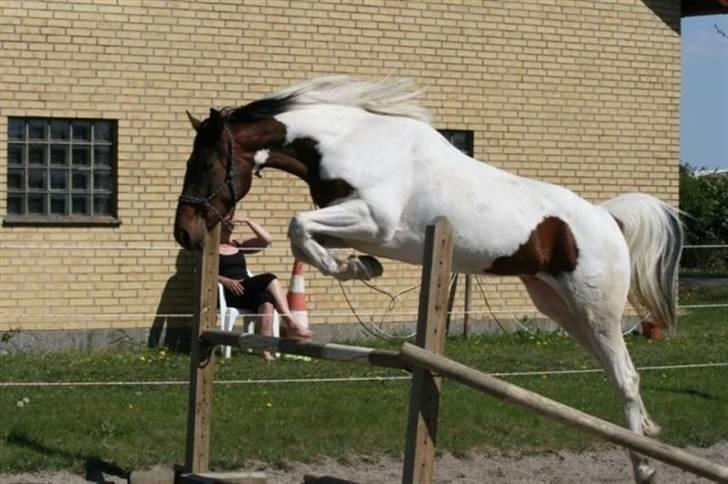 Pinto Intermezzo *SOLGT* - Intermezzo før jeg købte ham. billede 3