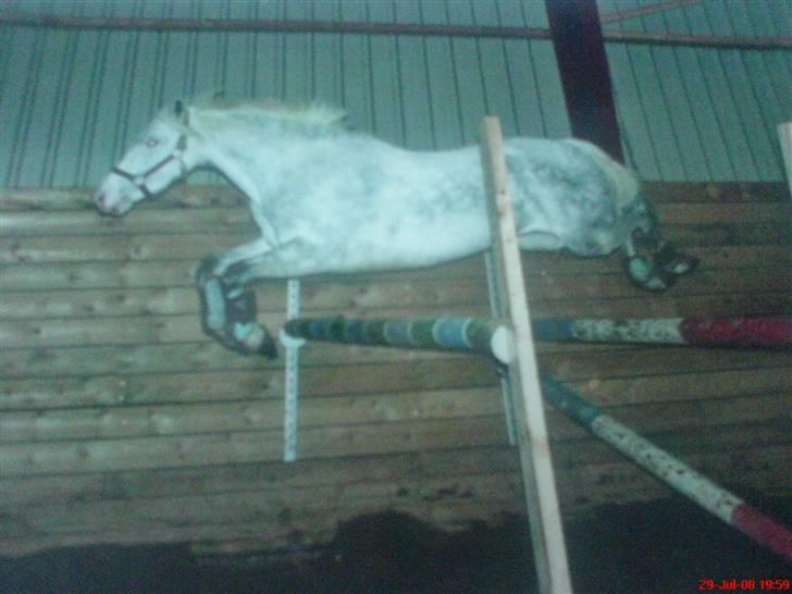 Welsh Pony (sec B) Korreborg's Oline ¤SOLGT¤ - oline da hun var 5-6 år.. springer lige så højt som tino inde på hans psrofil.. hihi.. 120-- billede 16