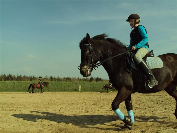 Anden særlig race BOBBY - TH FOTO billede 6